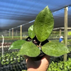 Hoya Icensis Wax Vine Plant - Live Tropical Indoor & Outdoor Plant in 4" Pot - Image 1