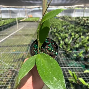 Hoya Jennifer Wax Vine Plant - Live Indoor Tropical Plant in 4