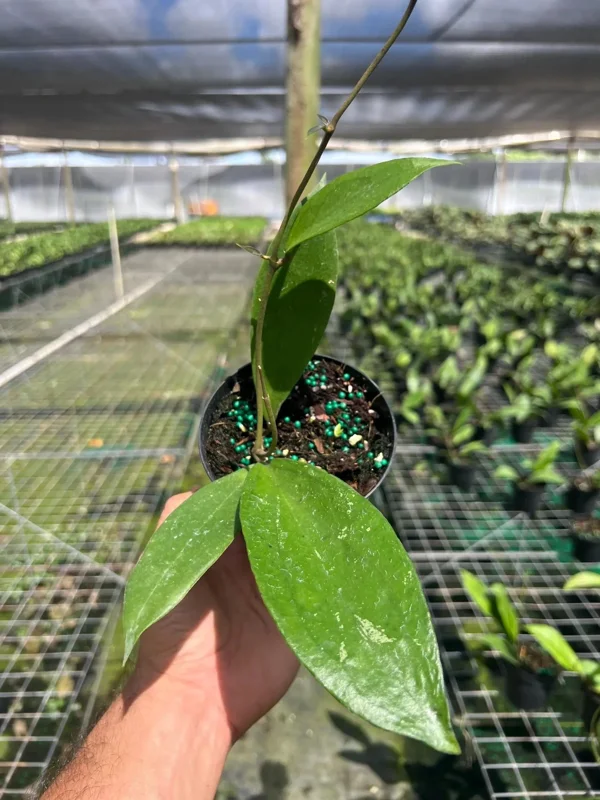 Hoya Jennifer Wax Vine Plant - Live Indoor Tropical Plant in 4" Pot - Image 2
