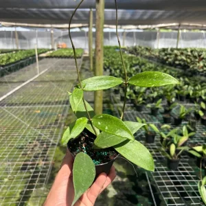 Hoya Jennifer Wax Vine Plant - Live Indoor Tropical Plant in 4