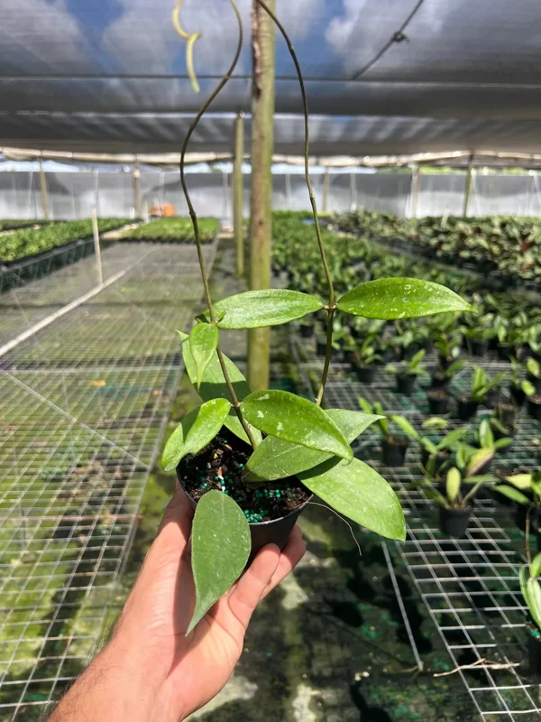 Hoya Jennifer Wax Vine Plant - Live Indoor Tropical Plant in 4" Pot - Image 3
