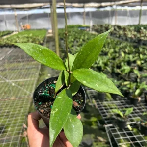 Hoya Jennifer Wax Vine Plant - Live Indoor Tropical Plant in 4