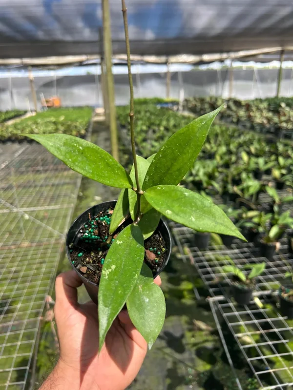 Hoya Jennifer Wax Vine Plant - Live Indoor Tropical Plant in 4" Pot - Image 4