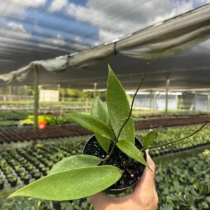 Hoya Jennifer Wax Vine Plant - Live Indoor Tropical Plant in 4
