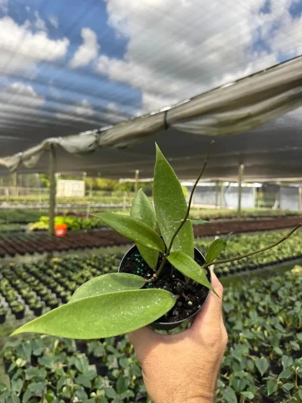 Hoya Jennifer Wax Vine Plant - Live Indoor Tropical Plant in 4" Pot - Image 5