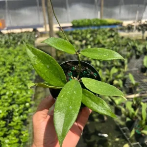 Hoya Jennifer Wax Vine Plant - Live Indoor Tropical Plant in 4