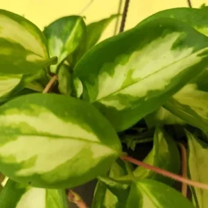 Hoya Krimson Princess Wax Plant - Variegated Live Houseplant - Vining Indoor Plant - Image 2