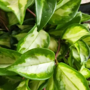 Hoya Krimson Princess Wax Plant - Variegated Live Houseplant - Vining Indoor Plant - Image 1