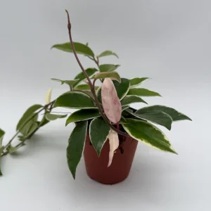 Hoya Krimson Queen Live Plant – Variegated Wax Plant – Easy Care Tropical Vine - Image 2