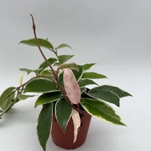 Hoya Krimson Queen Live Plant – Variegated Wax Plant – Easy Care Tropical Vine - Image 3
