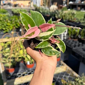 Hoya Krimson Queen Live Plant – Variegated Wax Plant – Easy Care Tropical Vine - Image 4