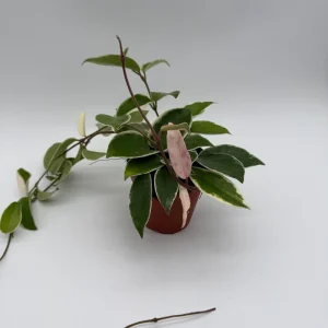 Hoya Krimson Queen Live Plant – Variegated Wax Plant – Easy Care Tropical Vine - Image 1