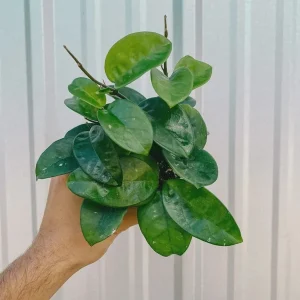 Hoya Krinkle Live Plant – Tropical Houseplant – 4 inch Pot – Indoor/Outdoor - Image 2