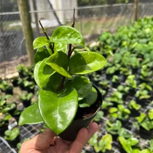 Hoya Krinkle Live Plant – Tropical Houseplant – 4 inch Pot – Indoor/Outdoor - Image 3