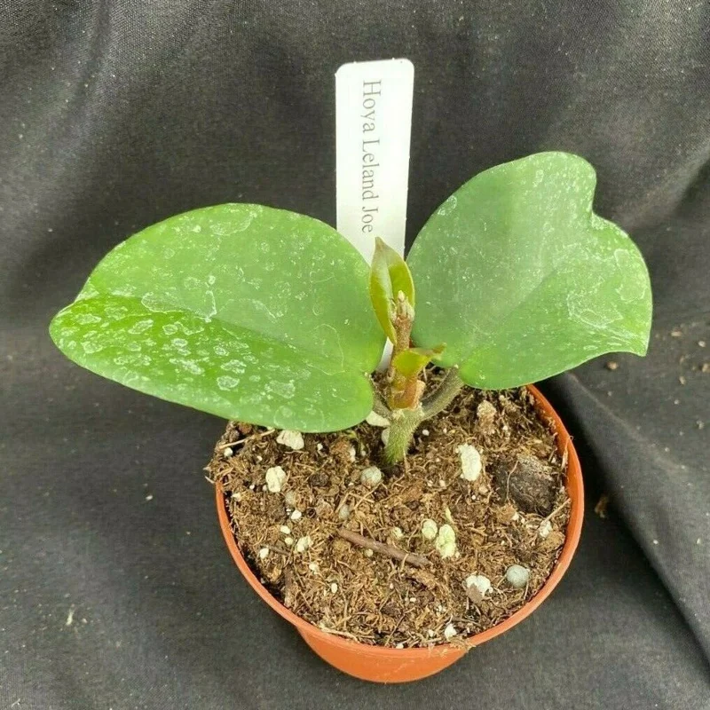 Hoya Leland Joe Hybrid Live Plant – Rooted in 2.5" Pot – Unique Indoor Hoya - Image 2