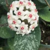 Hoya Leland Joe Hybrid Live Plant – Rooted in 2.5" Pot – Unique Indoor Hoya - Image 1