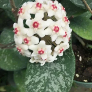 Hoya Leland Joe Hybrid Live Plant – Rooted in 2.5