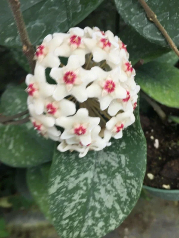 Hoya Leland Joe Hybrid Live Plant – Rooted in 2.5" Pot – Unique Indoor Hoya - Image 1
