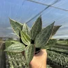 Hoya Macrophylla Variegated Live Plant - Indoor Houseplant in 4" Pot - Image 1