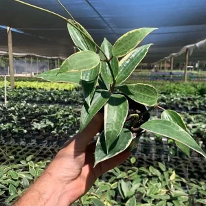 Hoya Macrophylla Variegated Live Plant - Indoor Houseplant in 4" Pot - Image 2