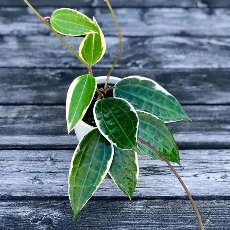 Hoya Macrophylla Variegated Live Plant - Indoor Houseplant in 4" Pot - Image 3
