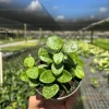 Hoya Mathilde Splash Live Plant – Indoor Houseplant, 4 inch Pot - Image 1