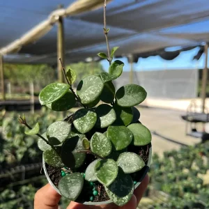Hoya Mathilde Splash Live Plant – Indoor Houseplant, 4 inch Pot - Image 2