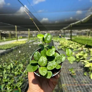 Hoya Mathilde Splash Live Plant – Indoor Houseplant, 4 inch Pot - Image 3