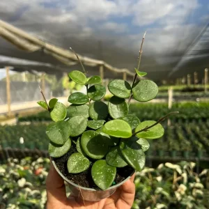 Hoya Mathilde Splash Live Plant – Indoor Houseplant, 4 inch Pot - Image 4
