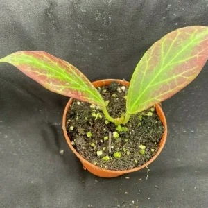 Hoya Obscura 'Major' Live Plant - Rooted in 2.5
