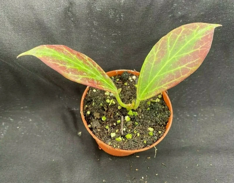 Hoya Obscura 'Major' Live Plant – Rooted in 2.5" Pot – Indoor Vining Plant - Image 2