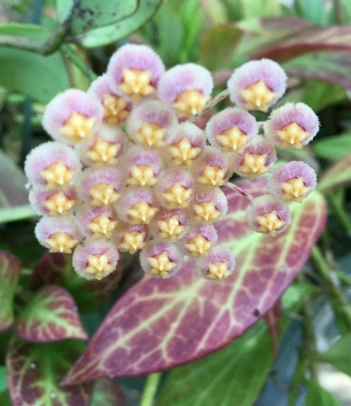 Hoya Obscura 'Major' Live Plant – Rooted in 2.5" Pot – Indoor Vining Plant - Image 1