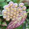 Hoya Obscura 'Major' Live Plant - Rooted in 2.5" Pot - Indoor Hoya - Image 1