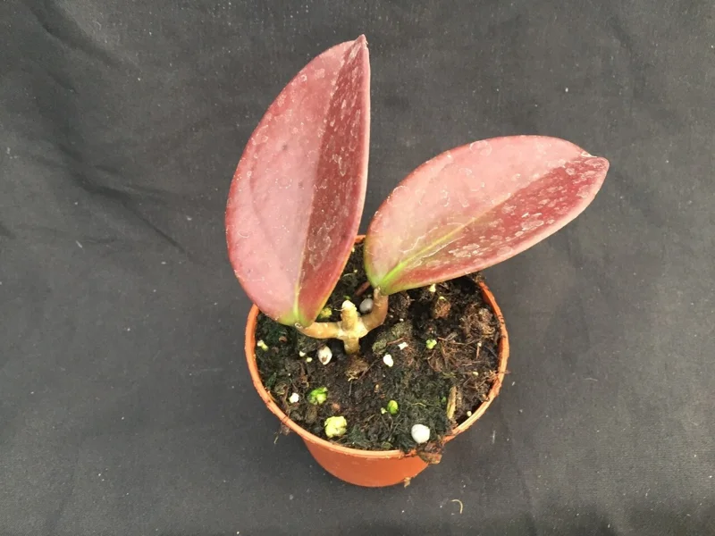Hoya Penny's Treat MB1405B Rooted Hoya Hybrid Live Plant in 2.5" Pot - Image 2