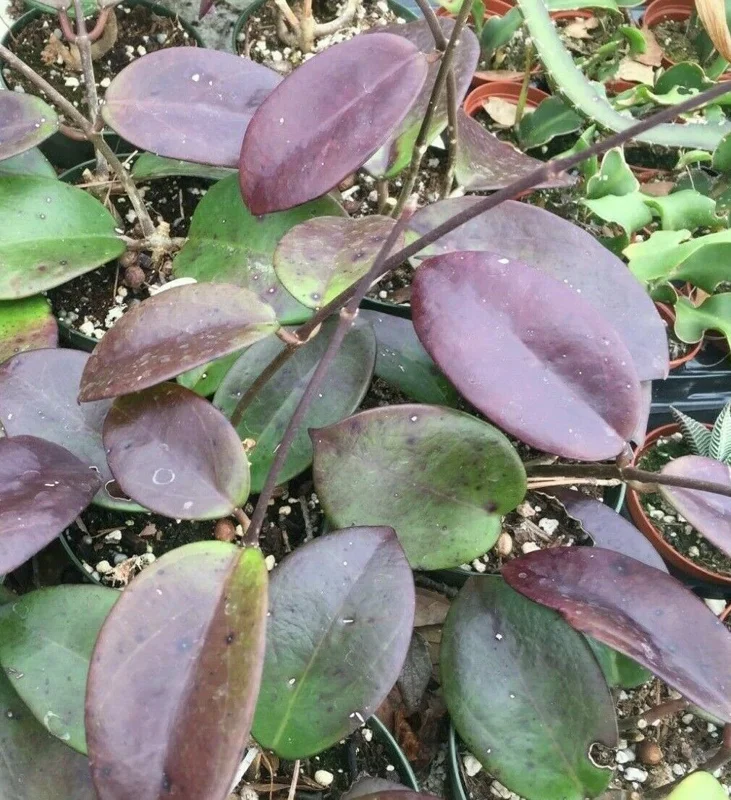 Hoya Penny's Treat MB1405B Rooted Hoya Hybrid Live Plant in 2.5" Pot - Image 1
