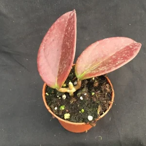 Hoya Penny's Treat MB1405B Rooted Live Plant – Hoya Hybrid in 2.5