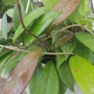 Hoya Pubicalyx 'Royal Hawaiian Purple' Wax Vine Live Plant Cutting - Indoor - Image 2