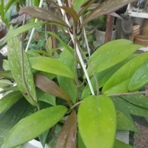 Hoya Pubicalyx 'Royal Hawaiian Purple' Wax Vine Live Plant Cutting - Indoor - Image 1