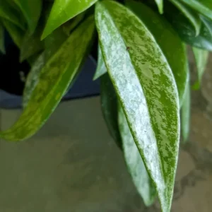 Hoya Pubicalyx Silver Splash Live Plant Cutting - Exotic Wax Vine Houseplant - Image 2