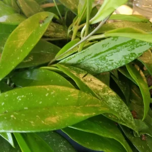 Hoya Pubicalyx Silver Splash Live Plant Cutting - Exotic Wax Vine Houseplant - Image 1