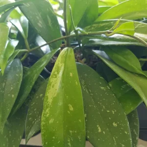 Hoya Pubicalyx Silver Splash Live Plant Cutting - Exotic Wax Vine Houseplant - Image 3
