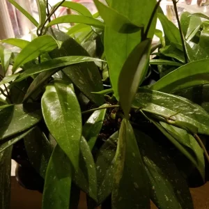 Hoya Pubicalyx Silver Splash Live Plant Cutting - Exotic Wax Vine Houseplant - Image 4