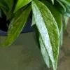 Hoya Pubicalyx Silver Splash Live Plant – Exotic Wax Vine Houseplant - Image 1