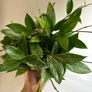 Hoya Publicalyx Live Plant – 6 inch Pot – Pet-Safe Indoor Houseplant - Image 2
