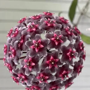 Hoya Publicalyx Live Plant – 6 inch Pot – Pet-Safe Indoor Houseplant - Image 3