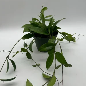 Hoya Publicalyx Live Plant – 6 inch Pot – Pet-Safe Indoor Houseplant - Image 4
