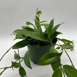 Hoya Publicalyx Live Plant – 6 inch Pot – Pet-Safe Indoor Houseplant - Image 5