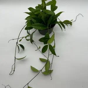 Hoya Publicalyx Live Plant – 6 inch Pot – Pet-Safe Indoor Houseplant - Image 6