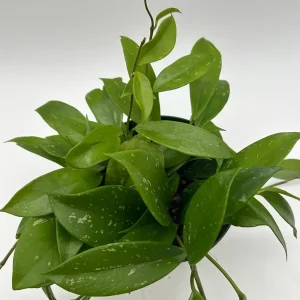 Hoya Publicalyx Live Plant – 6 inch Pot – Pet-Safe Indoor Houseplant - Image 7
