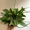 Hoya Publicalyx Live Plant – 6 inch Pot – Pet-Safe Indoor Houseplant - Image 1